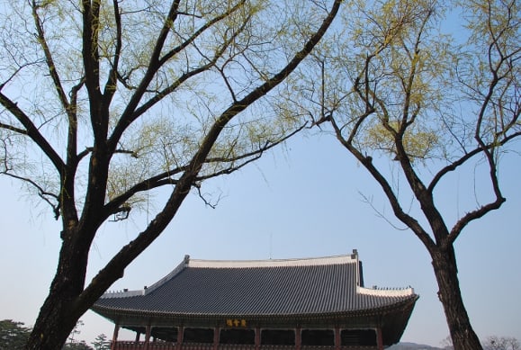South Korea, Seoul – two trees, 2011