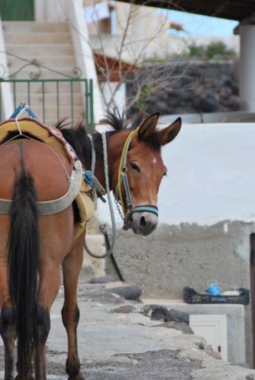 Sicilia, Isole Eolie, Alicudi – cavallo, 2012
