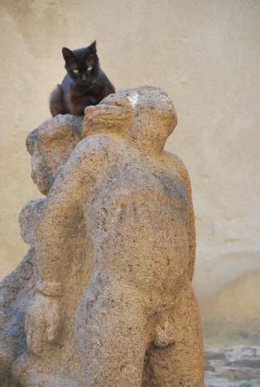 Sicilia, Isole Eolie – gatto, 2012