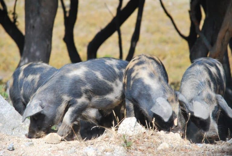 All’improvviso, sono apparsi i maiali vicino alla strada in Sardegna