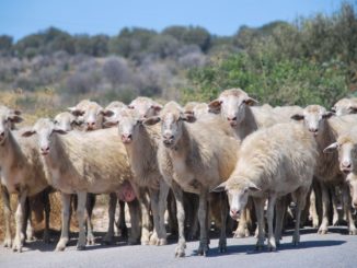 Un gregge di pecore in strada in Sardegna