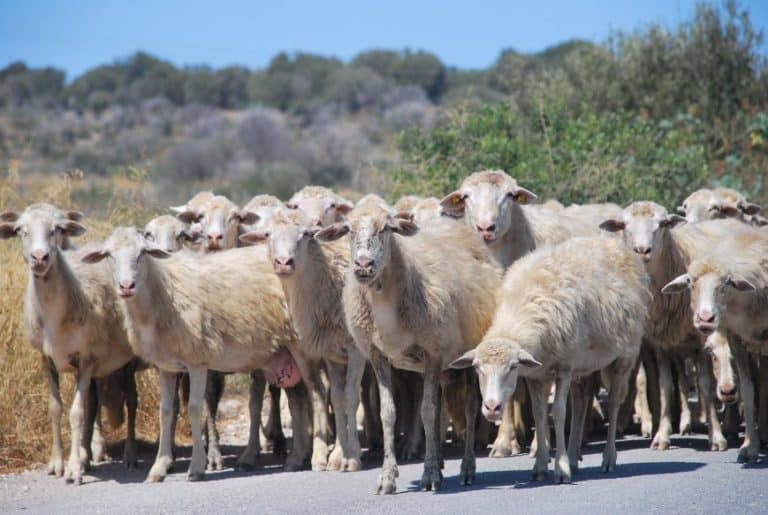 Un gregge di pecore in strada in Sardegna