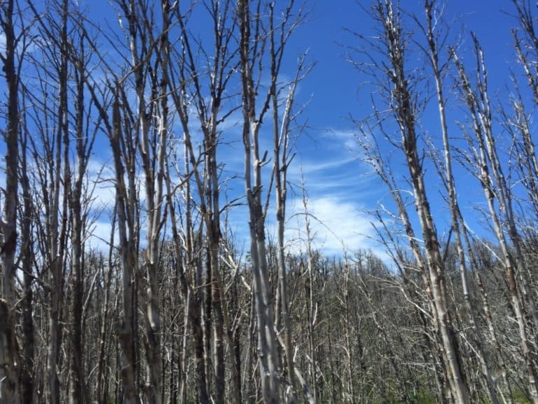border – trees, Dec.2015 (Bariloche)