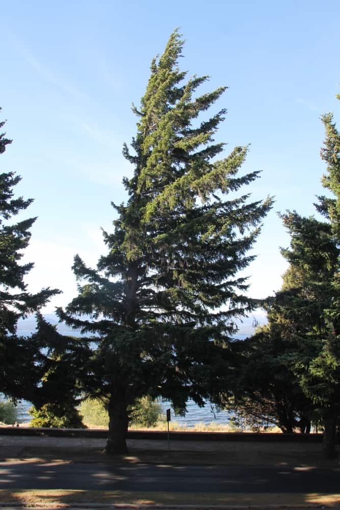 town – trees, Dec.2015 (Bariloche)