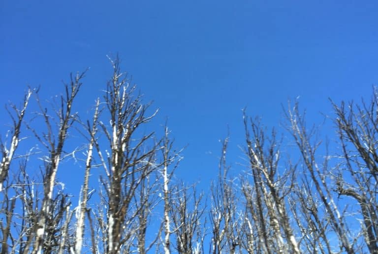 Bariloche-(2) (バリローチェ)