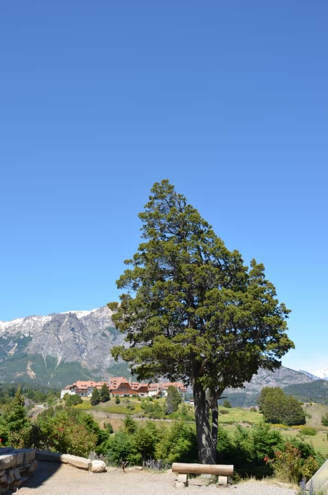natura – albero e cielo blu, Gen.2016 (Bariloche)