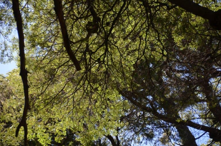 nature – forest, Jan.2016 (Bariloche)