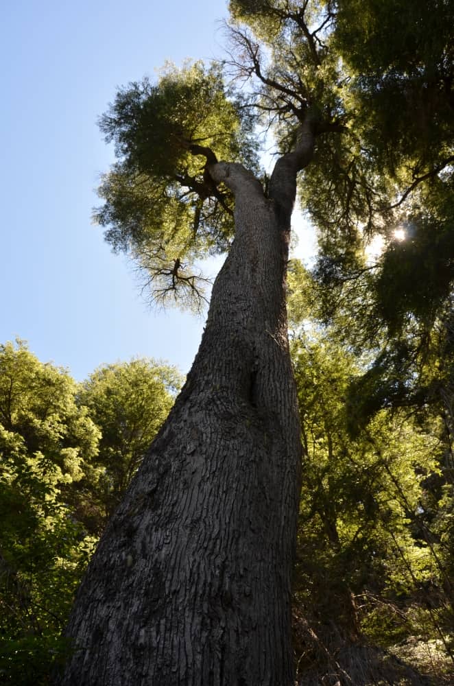 nature – grow, Jan.2016 (Bariloche)