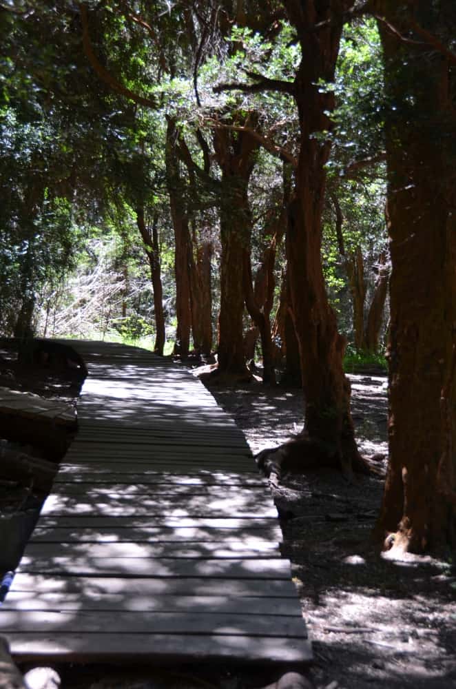 nature – path, Jan.2016 (Bariloche)
