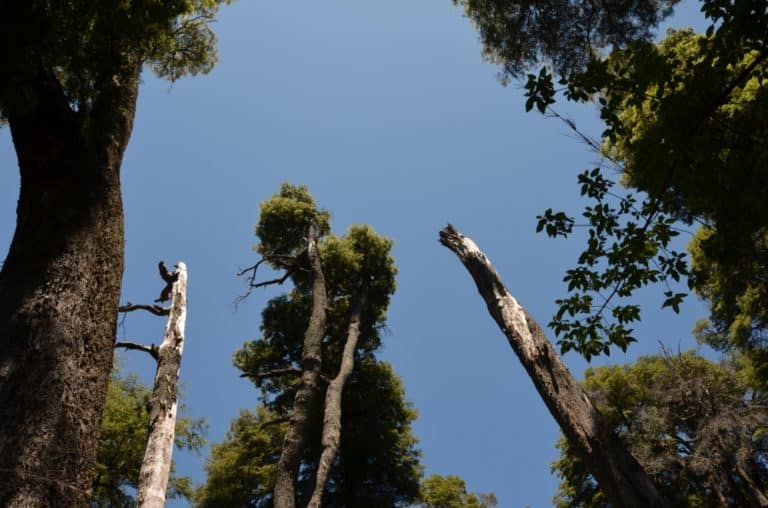 nature – look up, Jan.2016 (Bariloche)