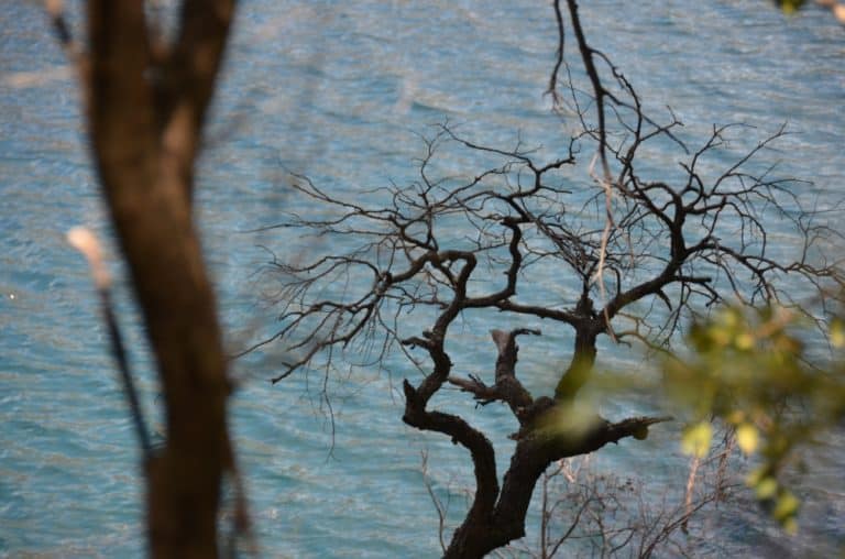 nature – tree on the water, Jan.2016 (Bariloche)
