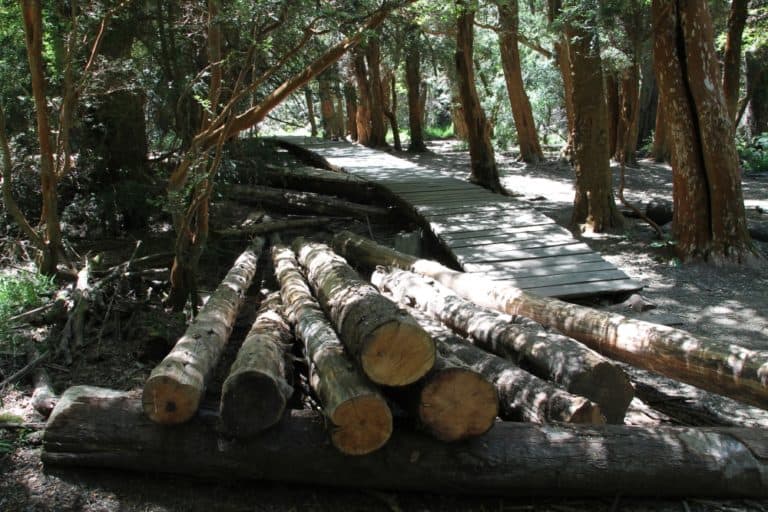 natura – ceppi, Gen.2016 (Bariloche)