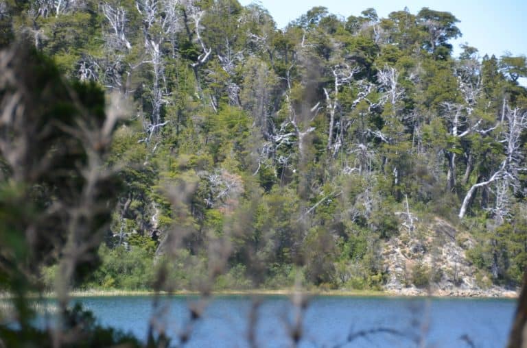 natura – insieme di alberi, Gen.2016 (Bariloche)