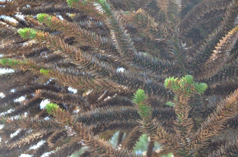 nature – life, Jan.2016 (Bariloche)