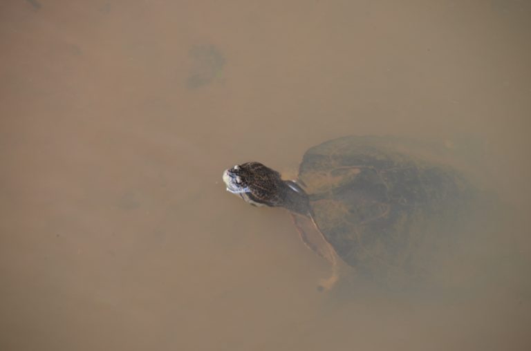turtle, Jan.2016 (Iguazù)