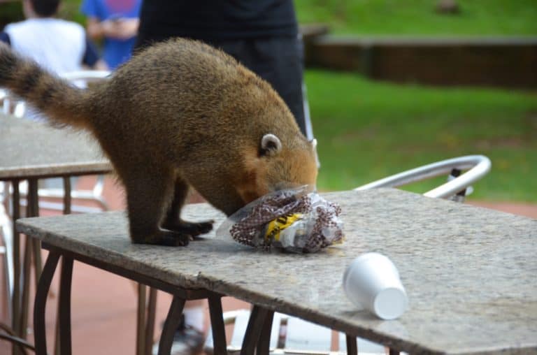 I terribili coati a Iguazu