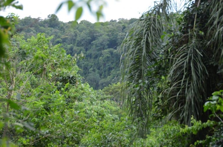 jungle, Jan.2016 (Iguazù)