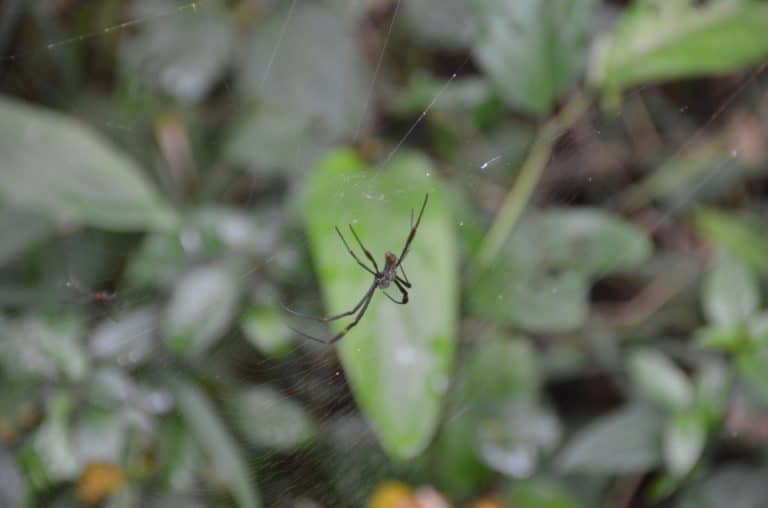 spider, Jan.2016 (Iguazù)