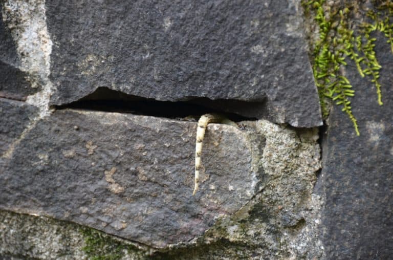 tail, Jan.2016 (Iguazù)
