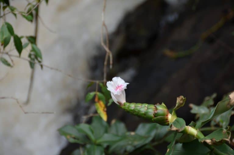 flower, Jan.2016 (Iguazù)