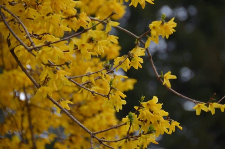 Kykkos Monastery – blossoms, Mar.2015