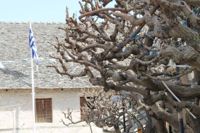 Omodos – tree and flag, Mar.2015