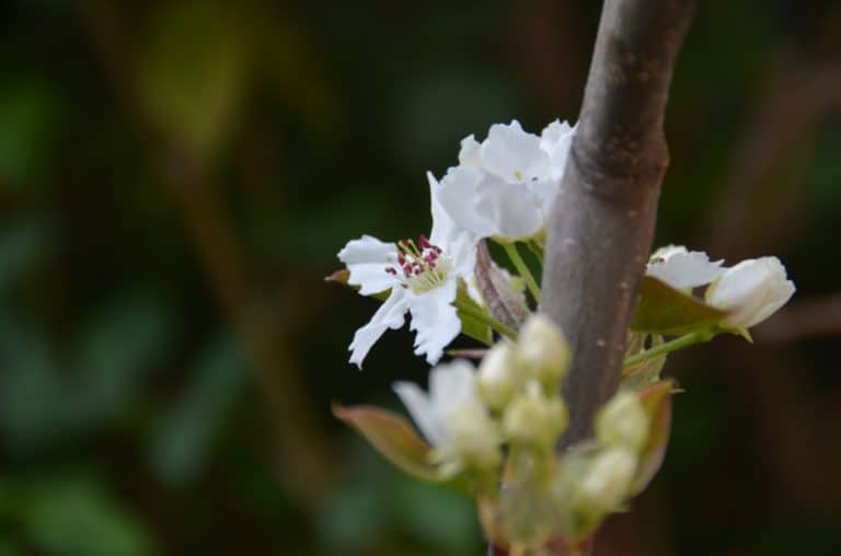 カコペトリア―花 2015年4月