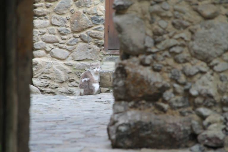 カコペトリア―猫 2015年4月