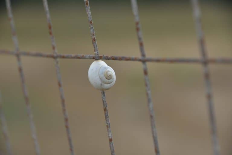 Cerdeña-Italia-Algheró-Caracol