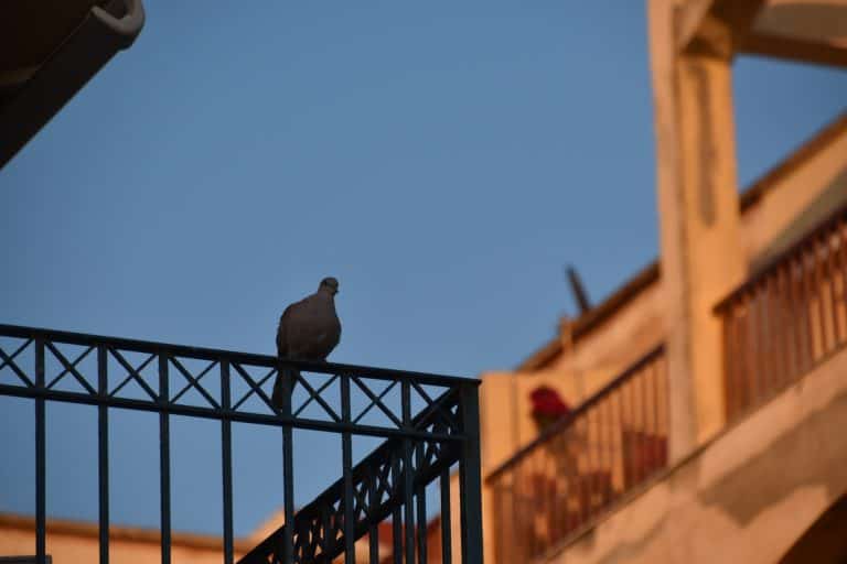 Alghero 2020 (257) (Sardegna)