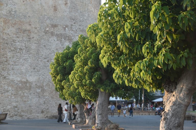 Alghero (58) (Sardegna)