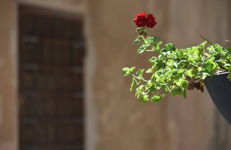 Alghero2020 (132) (Sardegna)