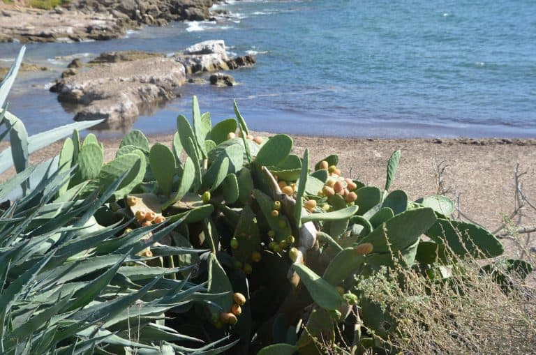 Alghero2020 (181) (Sardegna)