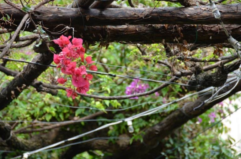 Positano – flowers, Oct.2015 (Costa Amalfitana)