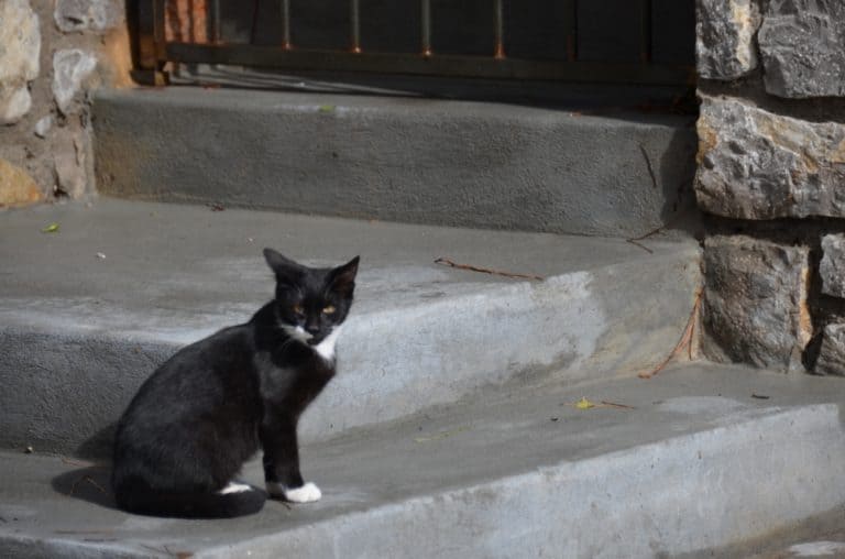 Ravello – cat, Oct.2015 (Costa Amalfitana)