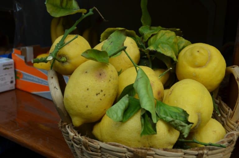 Limoni della Costiera Amalfitana