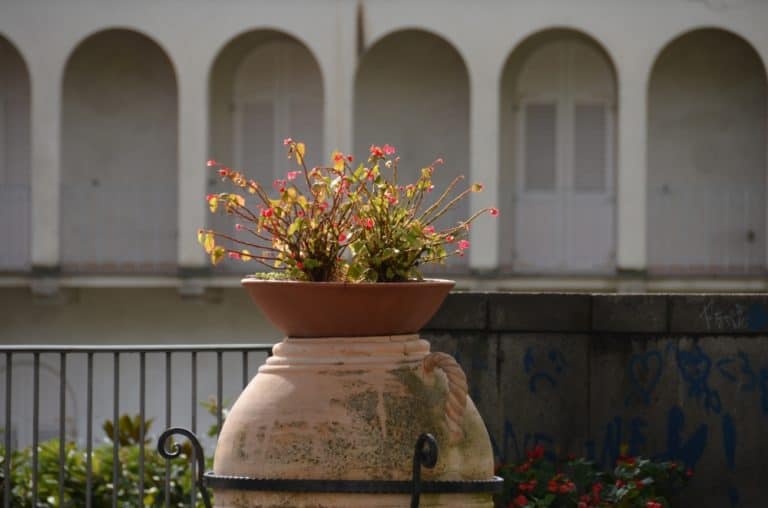 Ravello – flower pot, Oct.2015 (Costa Amalfitana)