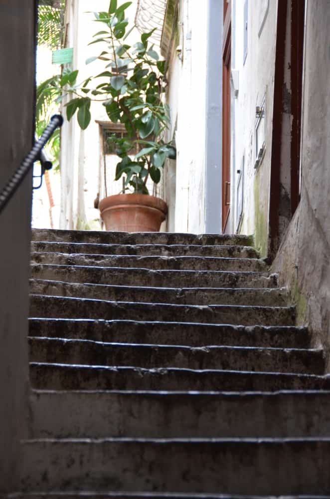 Amalfi – plant,  Oct.2015 (Costa Amalfitana)