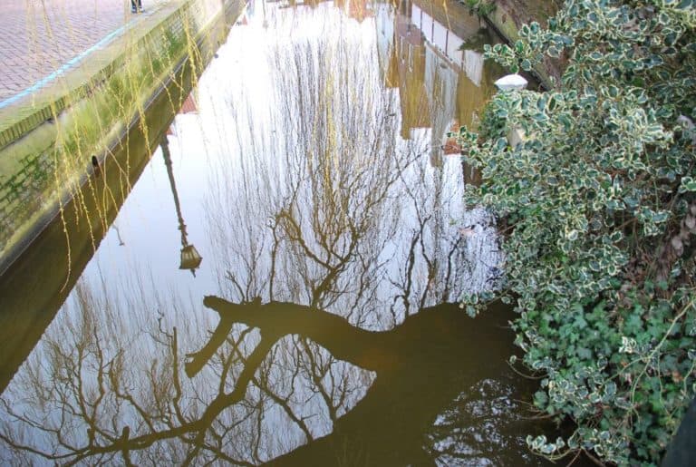 Olanda, Amsterdam – albero, 2011 (Amsterdam)