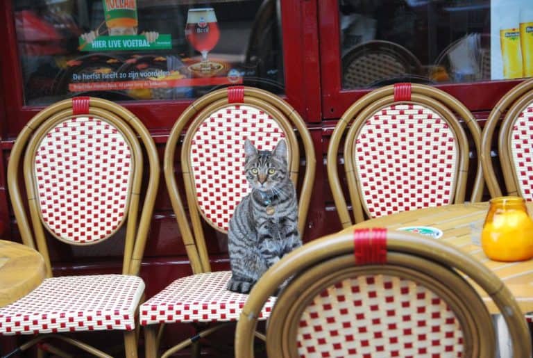 The Netherlands, Amsterdam – cat, 2011 (Ámsterdam)