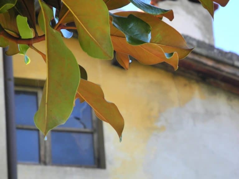 Italy, Arezzo – leaves and window, Nov.2014 (Tuscany)