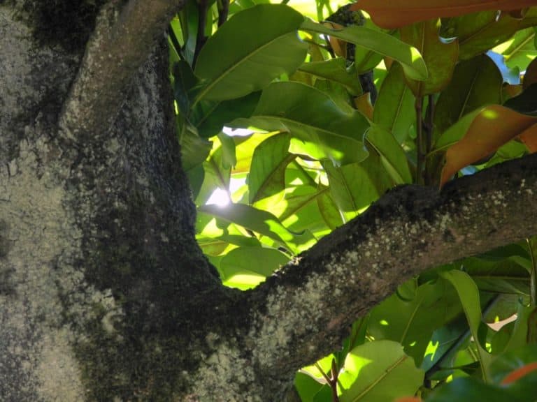 Italy, Arezzo – tree, Nov.2014 (Tuscany)