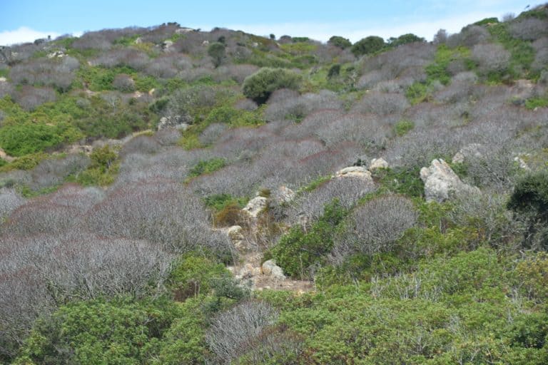 Asinara 2020 (11) (Sardegna)