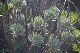 Sardegna-Asinara-altre-piante-velenose