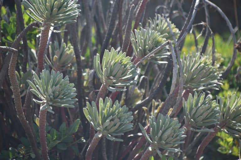 Asinara 2020 (20) (Sardegna)