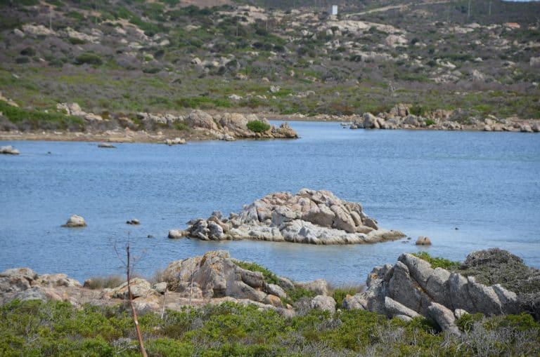 Asinara 2020 (21) (Sardegna)