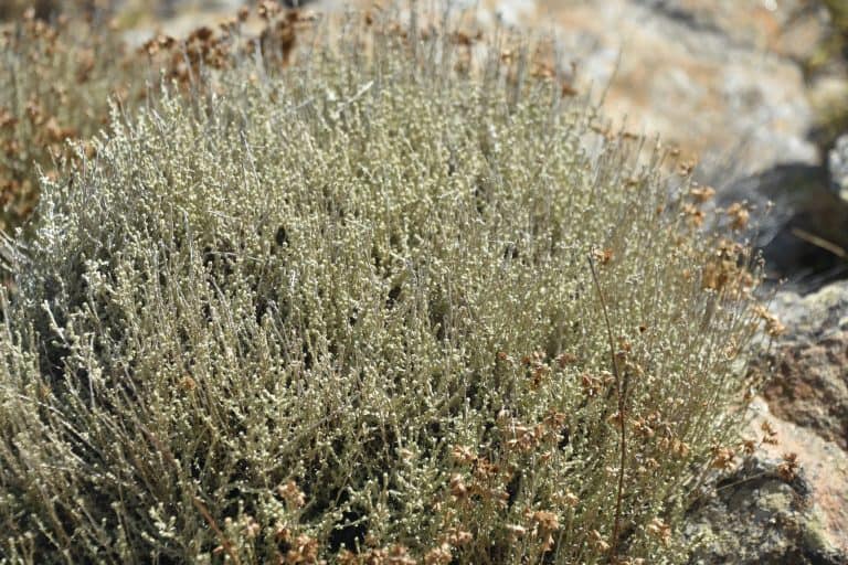 Asinara 2020 (22) (Sardegna)