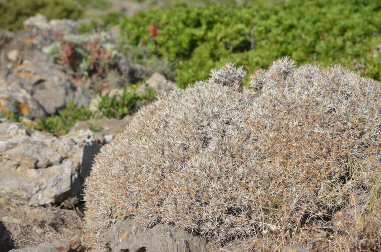 Asinara 2020 (26) (Sardegna)