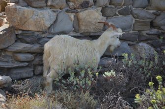 Asinara 2020 (18)