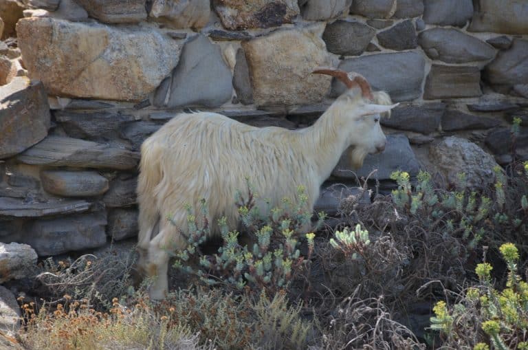 Asinara 2020 (29) (Sardegna)